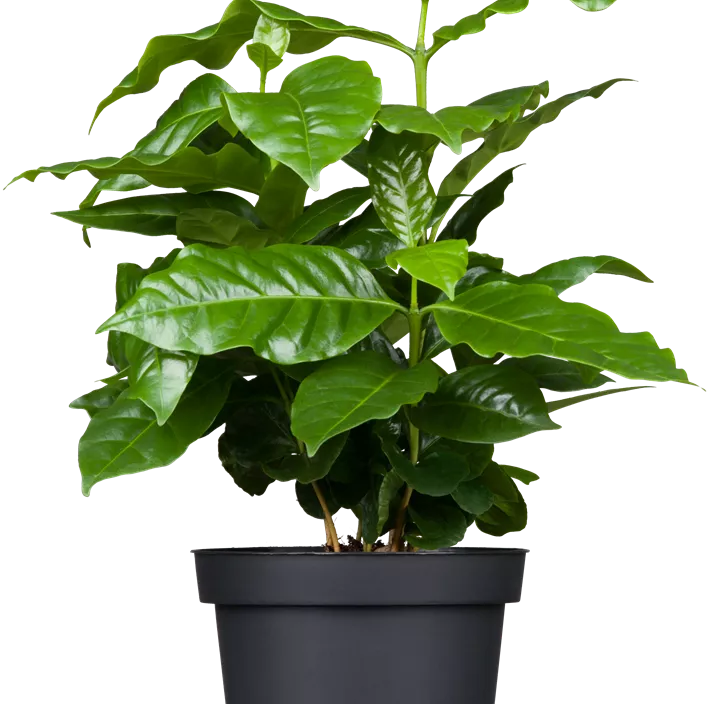 Kaffeestrauch Kaffeestrauch