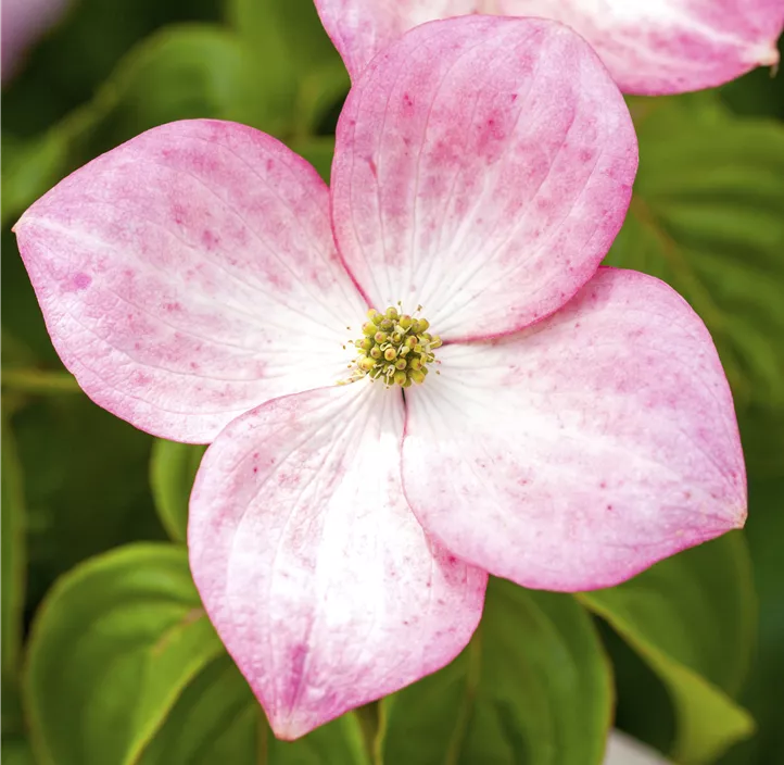 Japanischer Blumen-Hartriegel 'Satomi'® Japanischer Blumen-Hartriegel 'Satomi'®