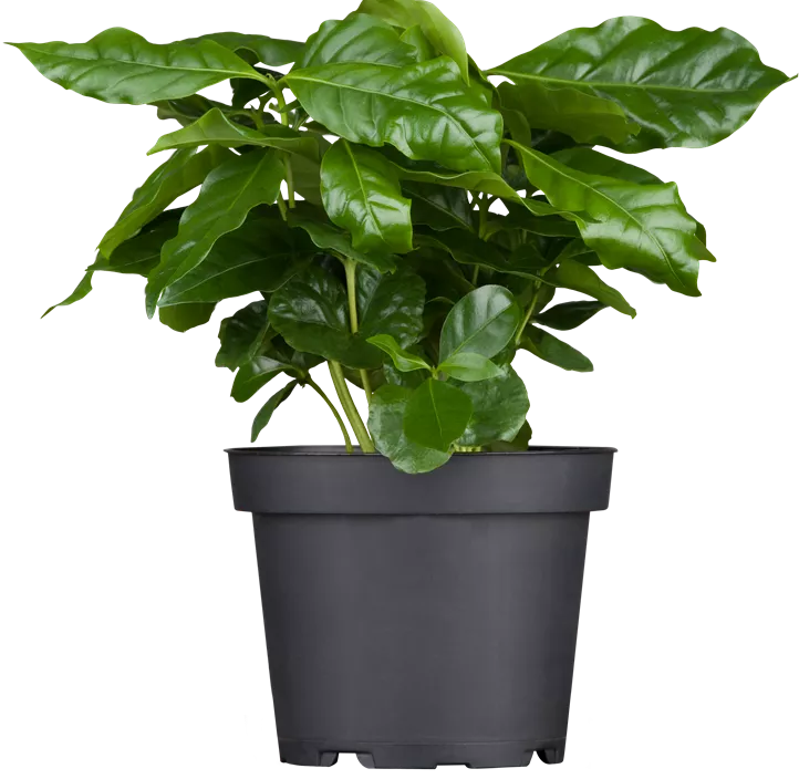 Kaffeestrauch Kaffeestrauch