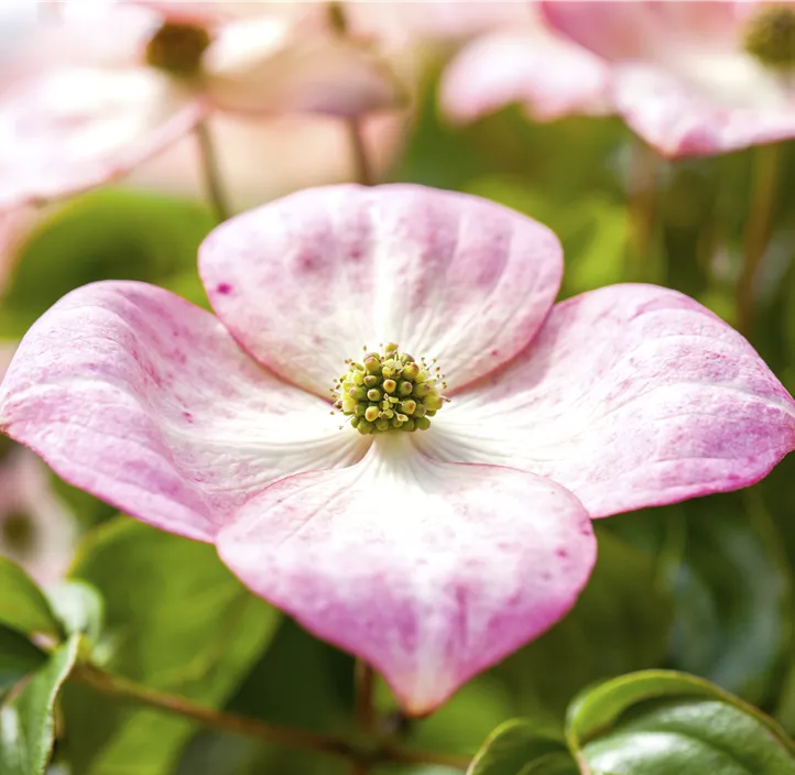 Japanischer Blumen-Hartriegel 'Satomi'® Japanischer Blumen-Hartriegel 'Satomi'®