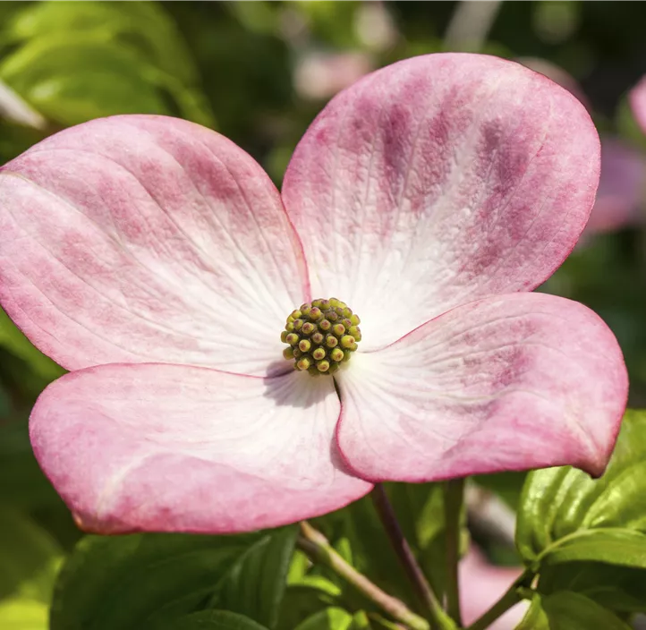 Japanischer Blumen-Hartriegel 'Satomi'® Japanischer Blumen-Hartriegel 'Satomi'®