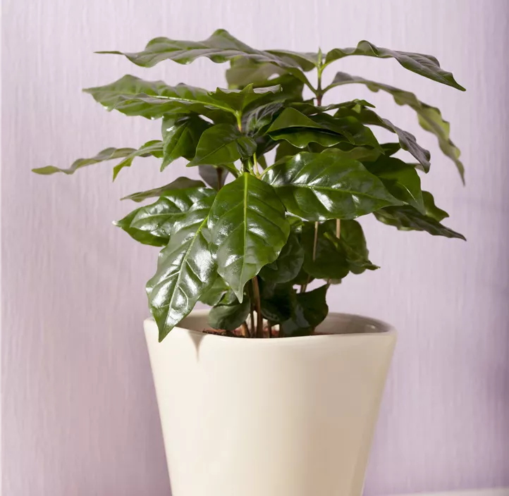 Kaffeestrauch Kaffeestrauch