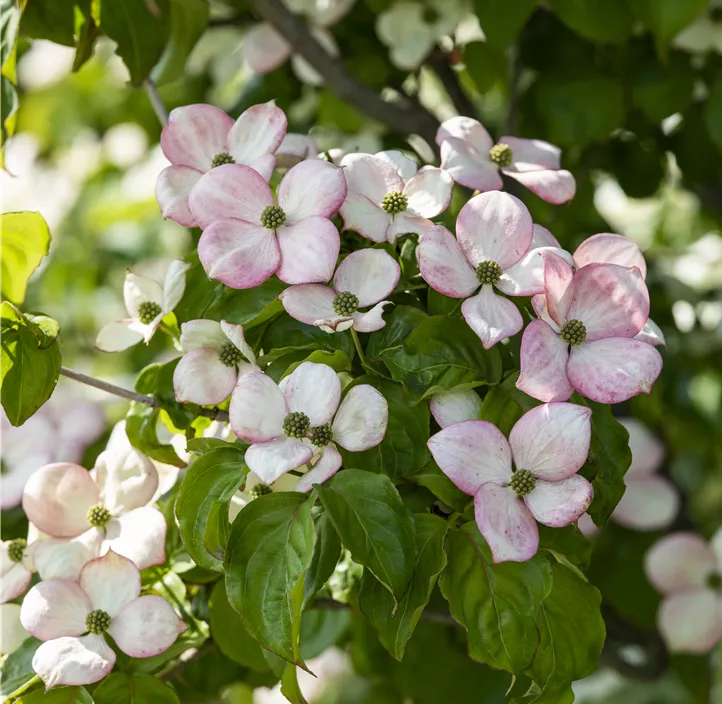 Japanischer Blumen-Hartriegel 'Satomi'® Japanischer Blumen-Hartriegel 'Satomi'®