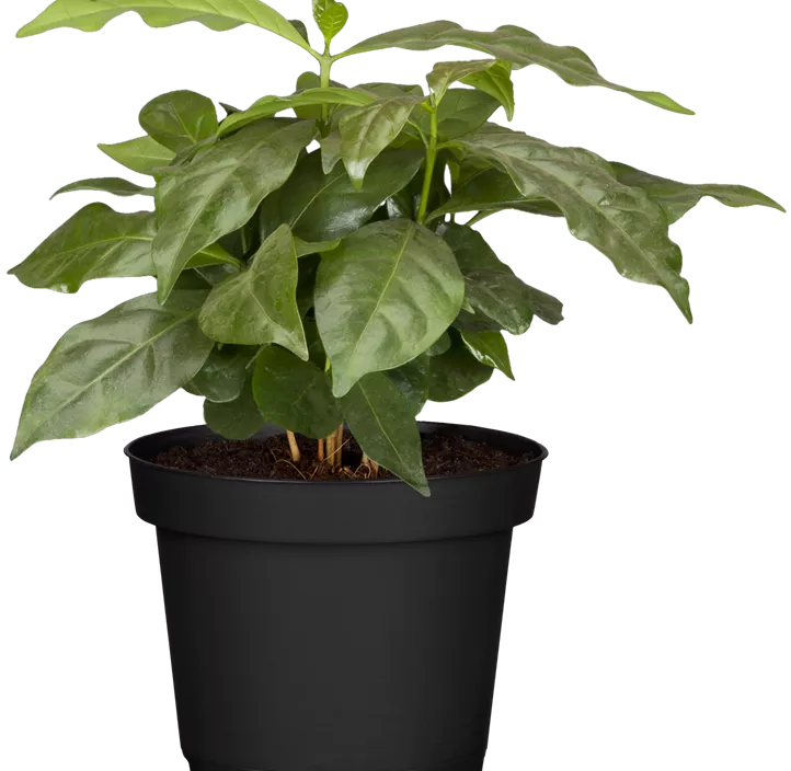 Kaffeestrauch Kaffeestrauch