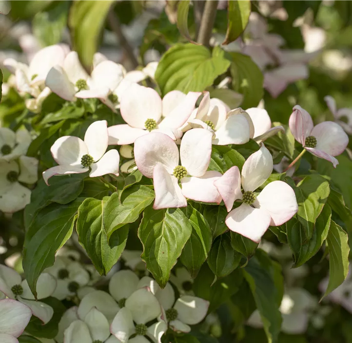 Japanischer Blumen-Hartriegel 'Satomi'® Japanischer Blumen-Hartriegel 'Satomi'®