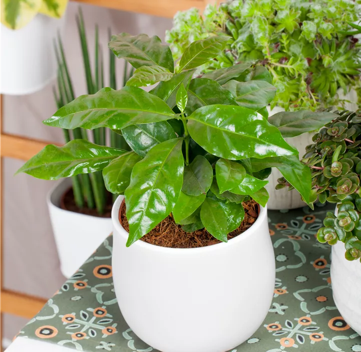 Kaffeestrauch Kaffeestrauch