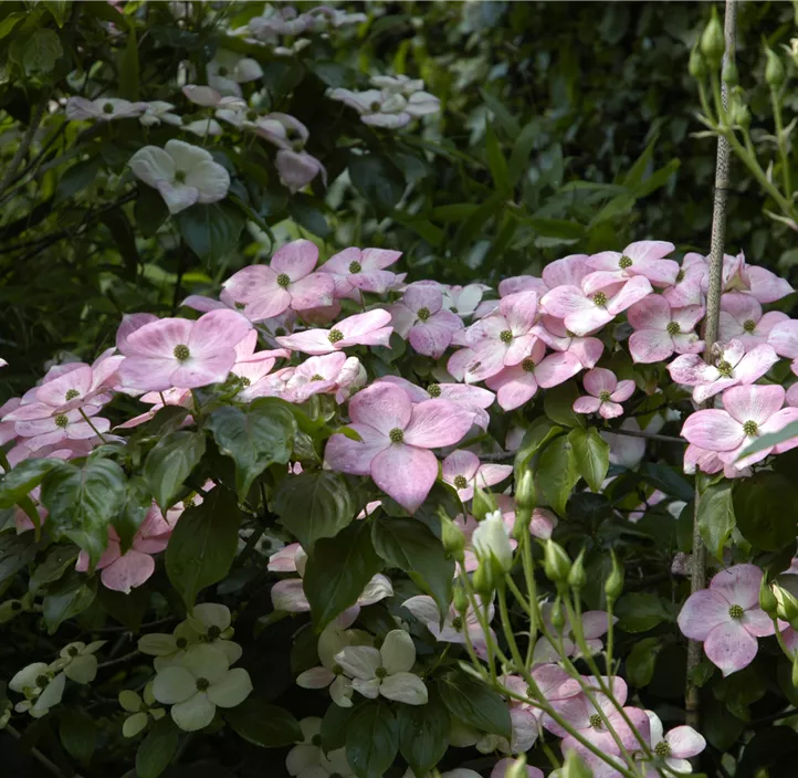 Japanischer Blumen-Hartriegel 'Satomi'® Japanischer Blumen-Hartriegel 'Satomi'®