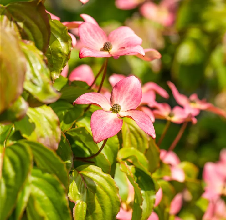 Japanischer Blumen-Hartriegel 'Satomi'® Japanischer Blumen-Hartriegel 'Satomi'®