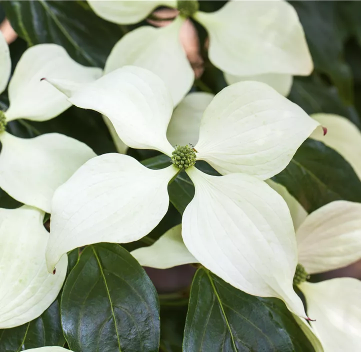 Japanischer Blumen-Hartriegel 'Schmetterling' Japanischer Blumen-Hartriegel 'Schmetterling'