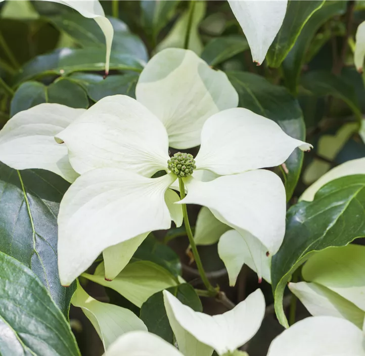 Japanischer Blumen-Hartriegel 'Schmetterling' Japanischer Blumen-Hartriegel 'Schmetterling'