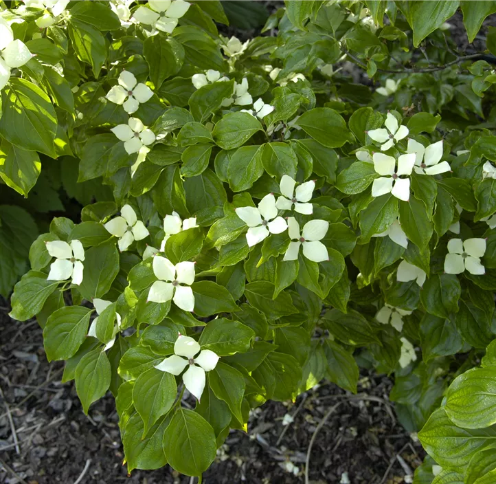 Japanischer Blumen-Hartriegel 'Schmetterling' Japanischer Blumen-Hartriegel 'Schmetterling'