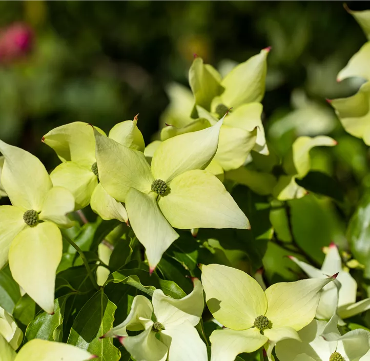 Japanischer Blumen-Hartriegel 'Schmetterling' Japanischer Blumen-Hartriegel 'Schmetterling'