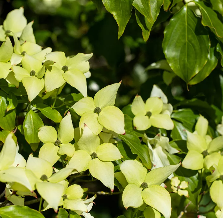 Japanischer Blumen-Hartriegel 'Schmetterling' Japanischer Blumen-Hartriegel 'Schmetterling'