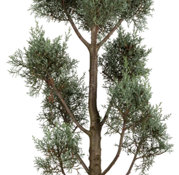 Blaue Arizona-Zypresse 'Glauca' Bonsaischale