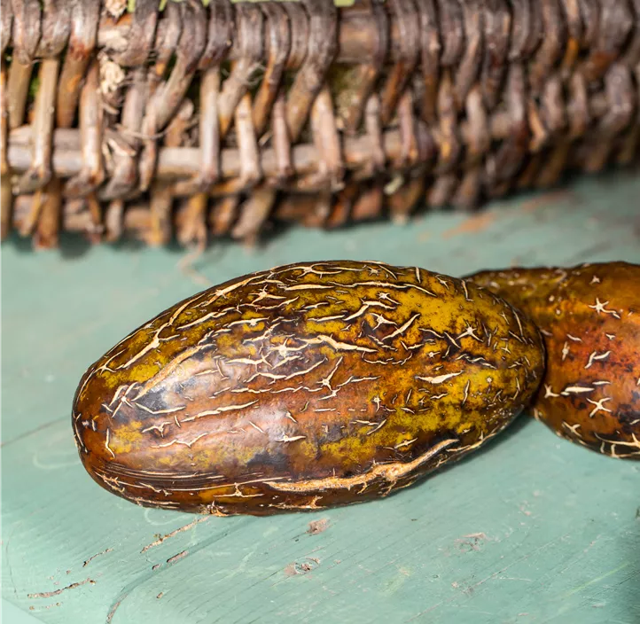 Russische Gurke 'Salome'