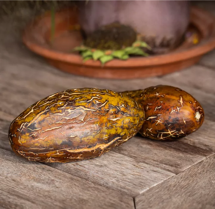 Russische Gurke 'Salome'