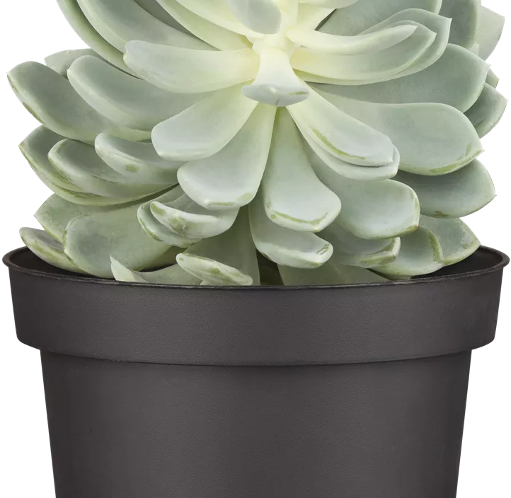 Cotyledon