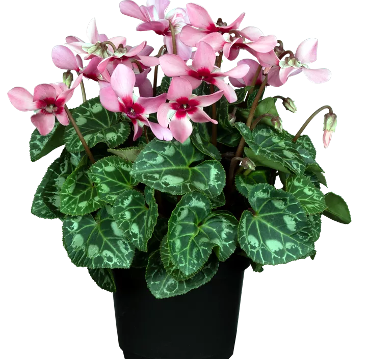 Alpenveilchen 'Djix'