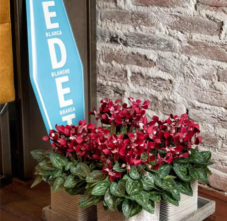 Alpenveilchen 'Djix'