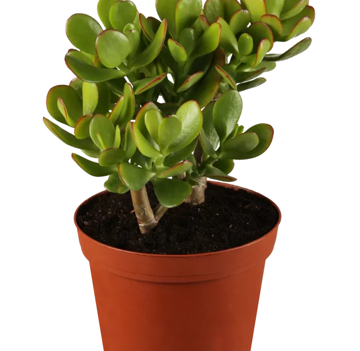 Geldbaum 'Magical Tree' Geldbaum 'Magical Tree'