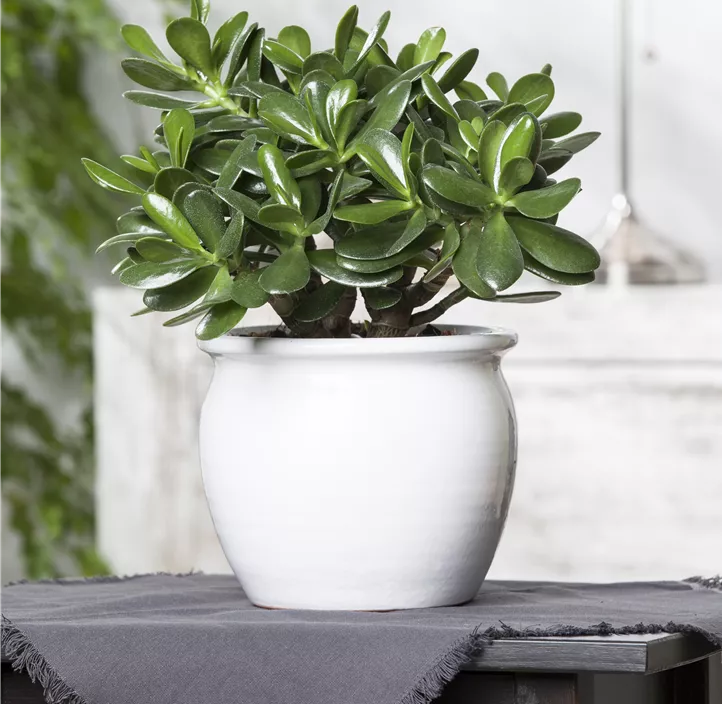 Geldbaum 'Magical Tree' Geldbaum 'Magical Tree'