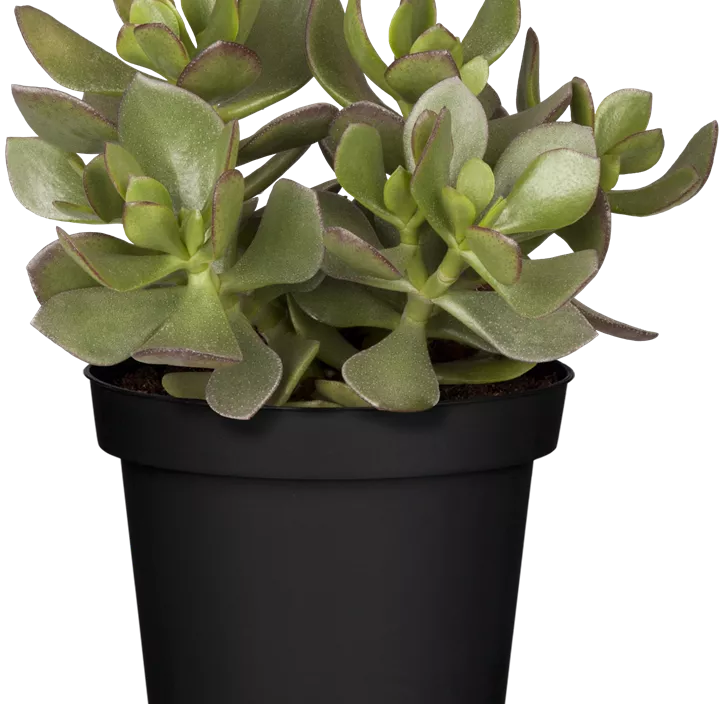 Geldbaum 'Magical Tree' Geldbaum 'Magical Tree'