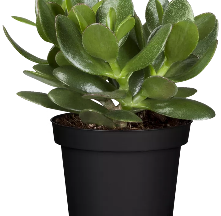 Geldbaum 'Magical Tree' Geldbaum 'Magical Tree'