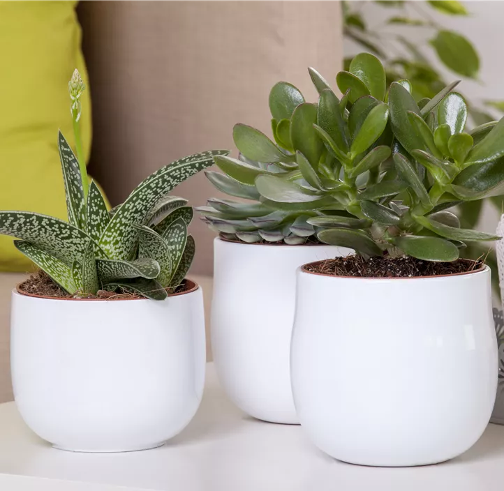 Geldbaum 'Magical Tree' Geldbaum 'Magical Tree'