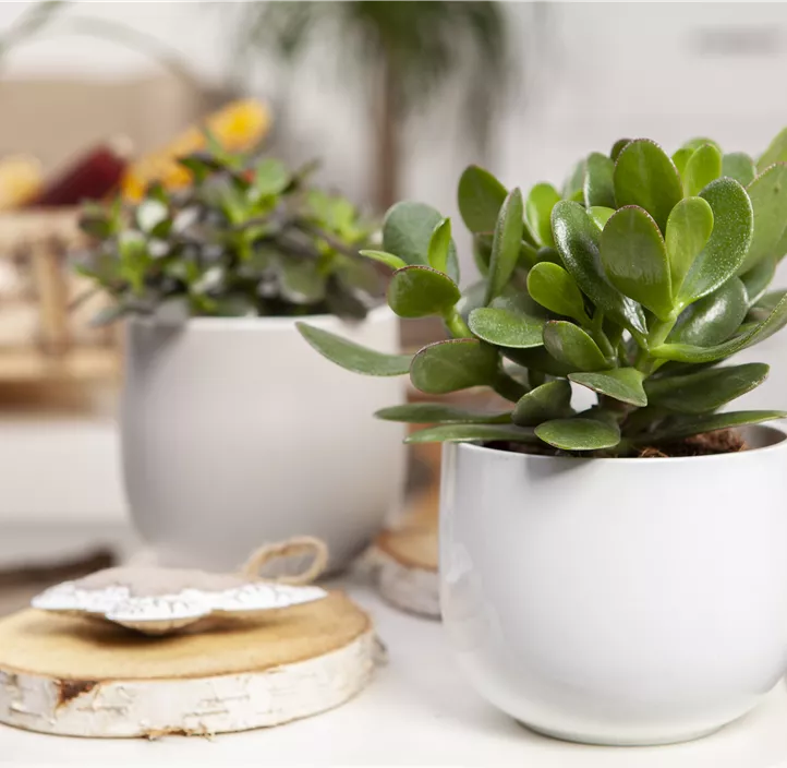 Geldbaum 'Magical Tree' Geldbaum 'Magical Tree'