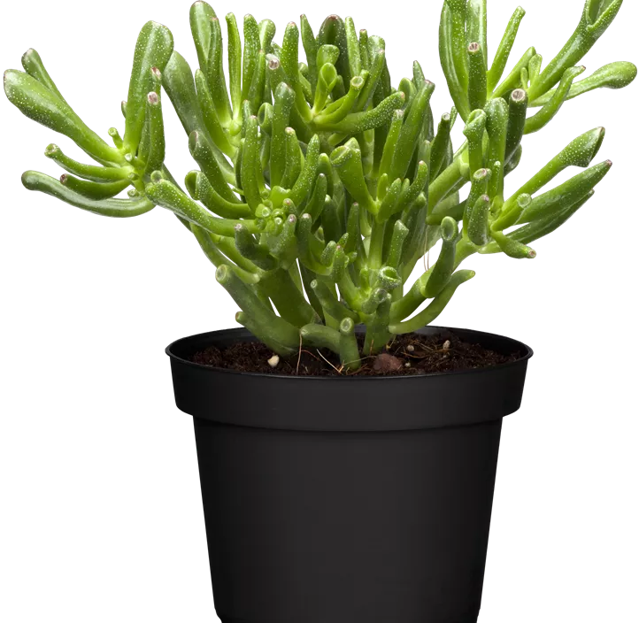 Geldbaum 'Hobbit' Geldbaum 'Hobbit'