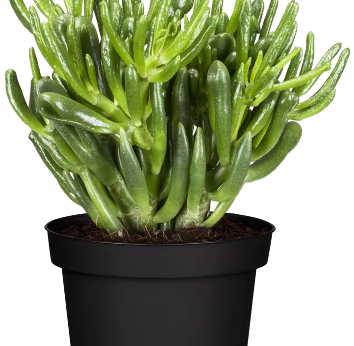 Geldbaum 'Hobbit' Geldbaum 'Hobbit'