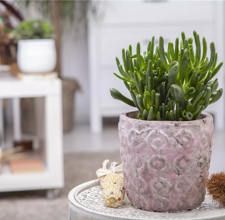 Geldbaum 'Hobbit' Geldbaum 'Hobbit'