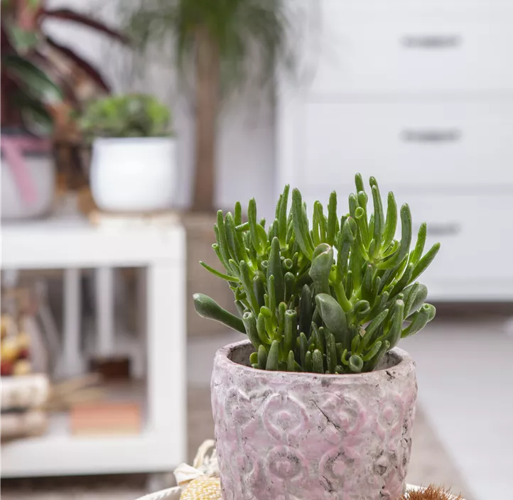 Geldbaum 'Hobbit' Geldbaum 'Hobbit'