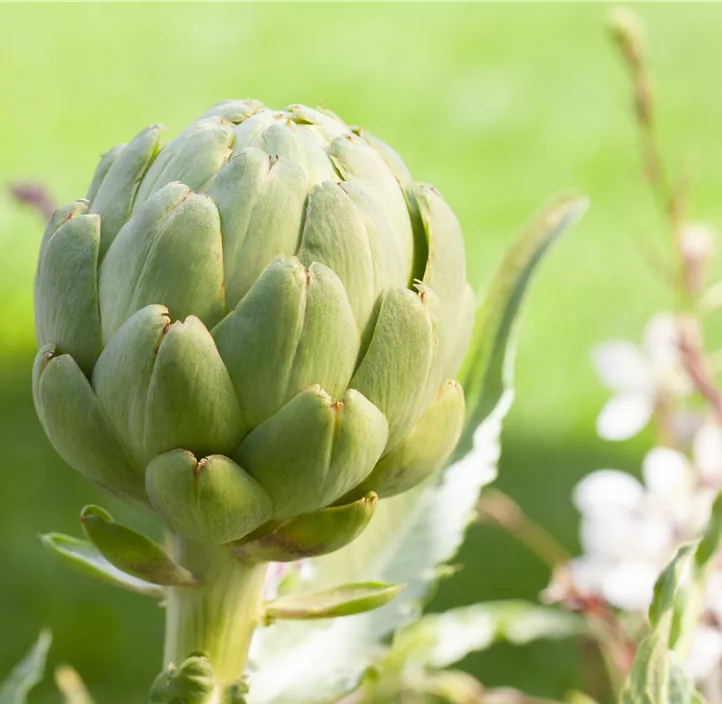 Gemüse-Artischocke Gemüse-Artischocke