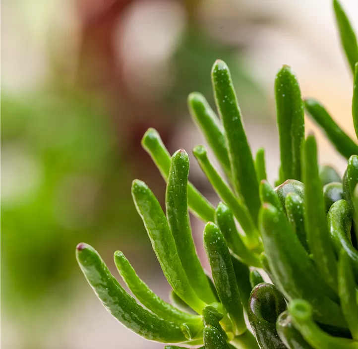 Geldbaum 'Hobbit' Geldbaum 'Hobbit'