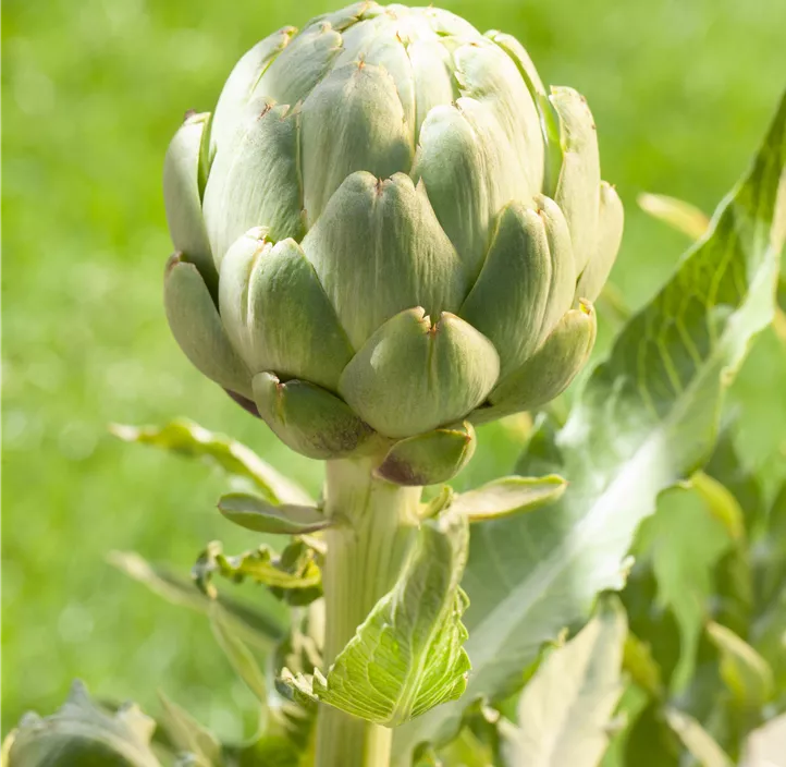 Gemüse-Artischocke Gemüse-Artischocke