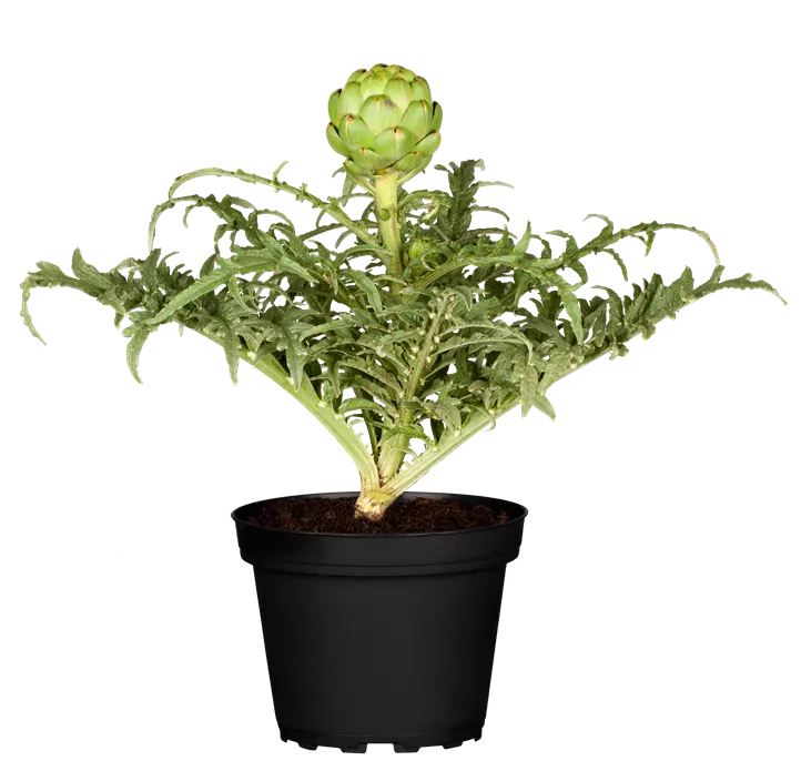 Gemüse-Artischocke Gemüse-Artischocke