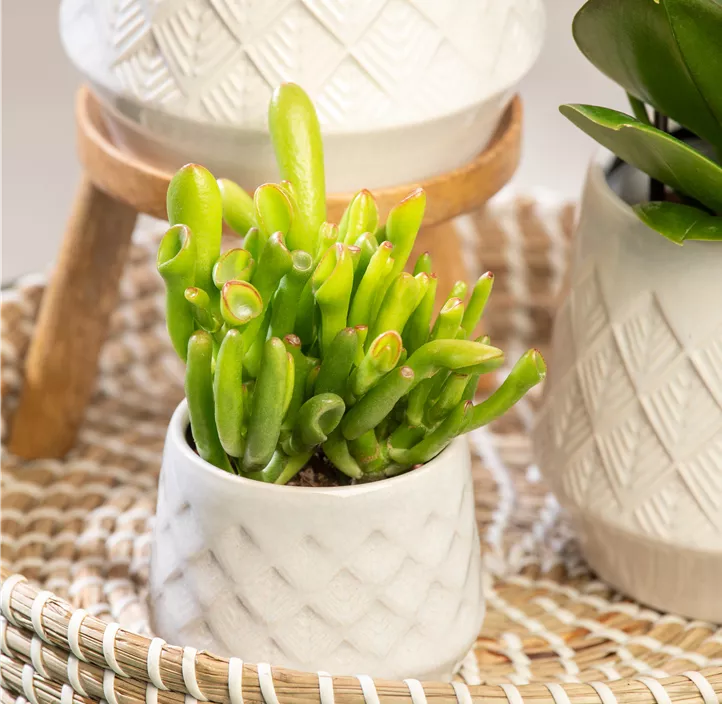 Geldbaum 'Hobbit' Geldbaum 'Hobbit'