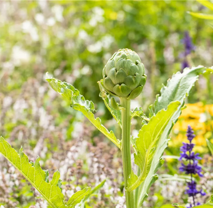 Gemüse-Artischocke Gemüse-Artischocke