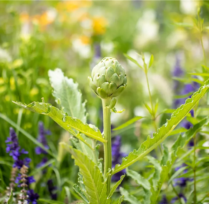 Gemüse-Artischocke Gemüse-Artischocke