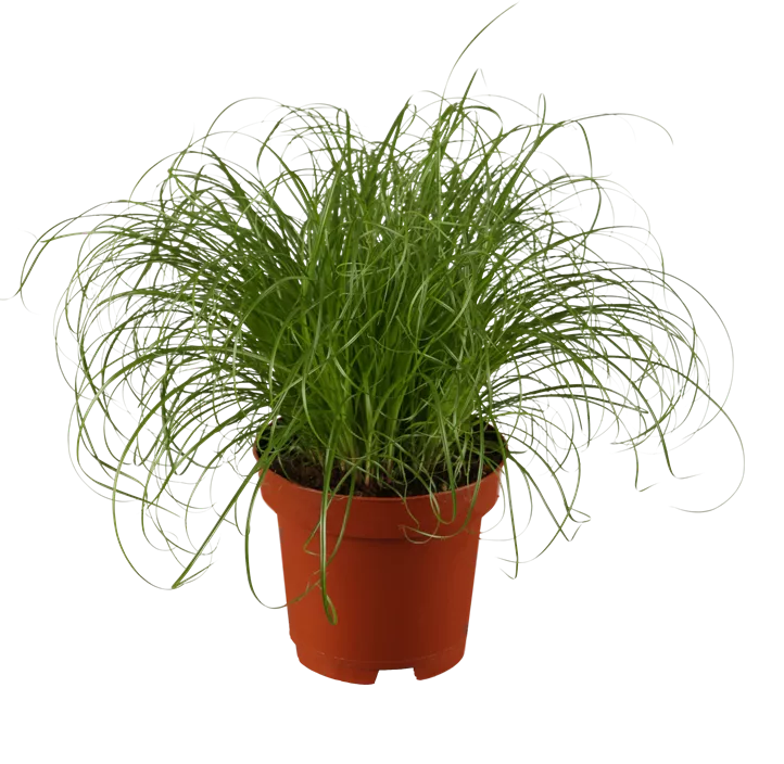 Katzengras Katzengras