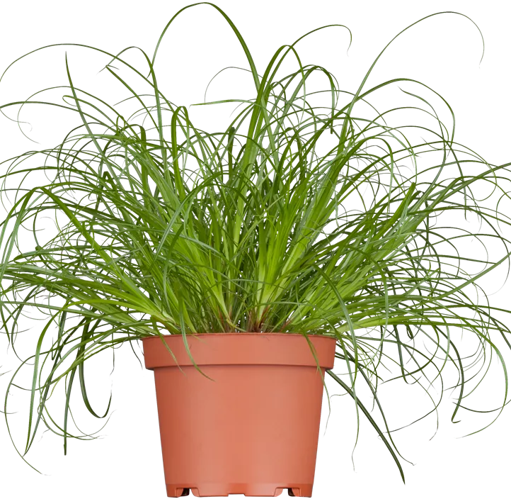 Katzengras Katzengras