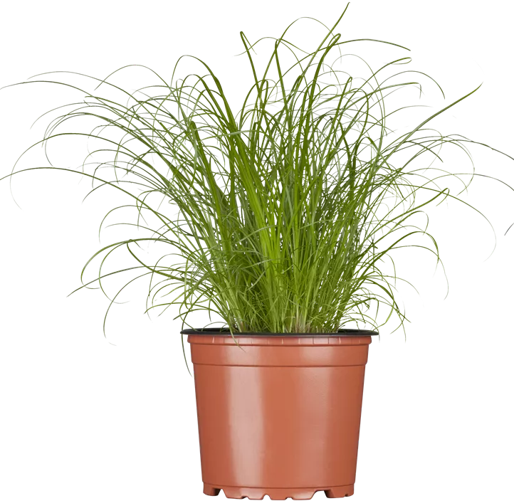 Katzengras Katzengras