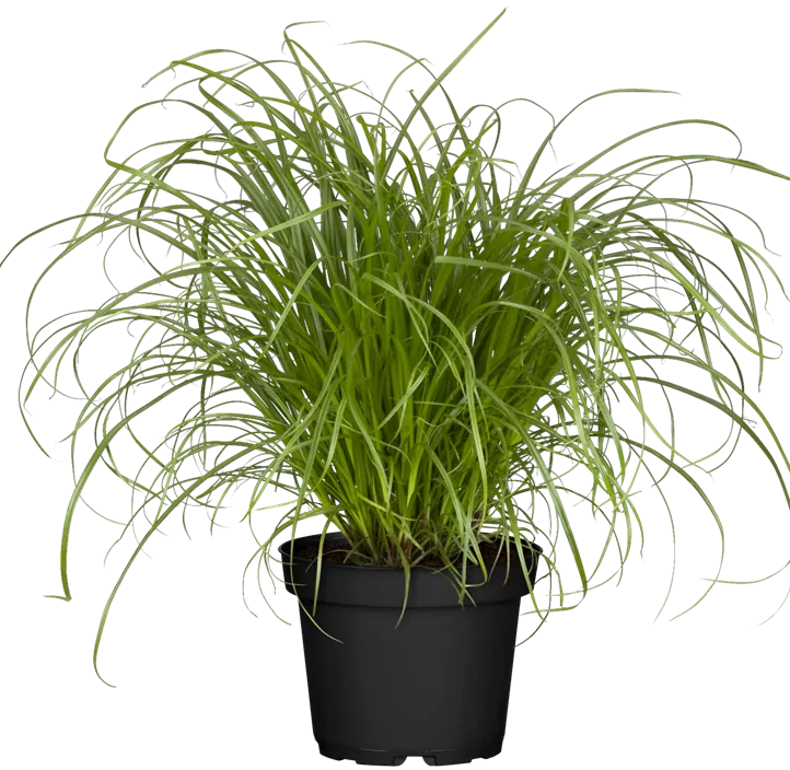 Katzengras Katzengras