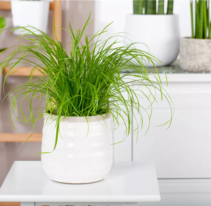 Katzengras Katzengras