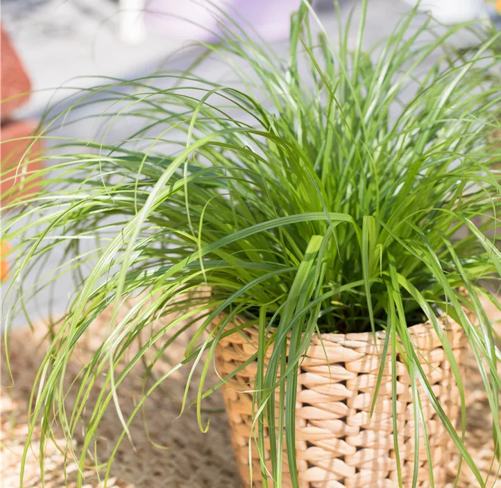 Katzengras Katzengras