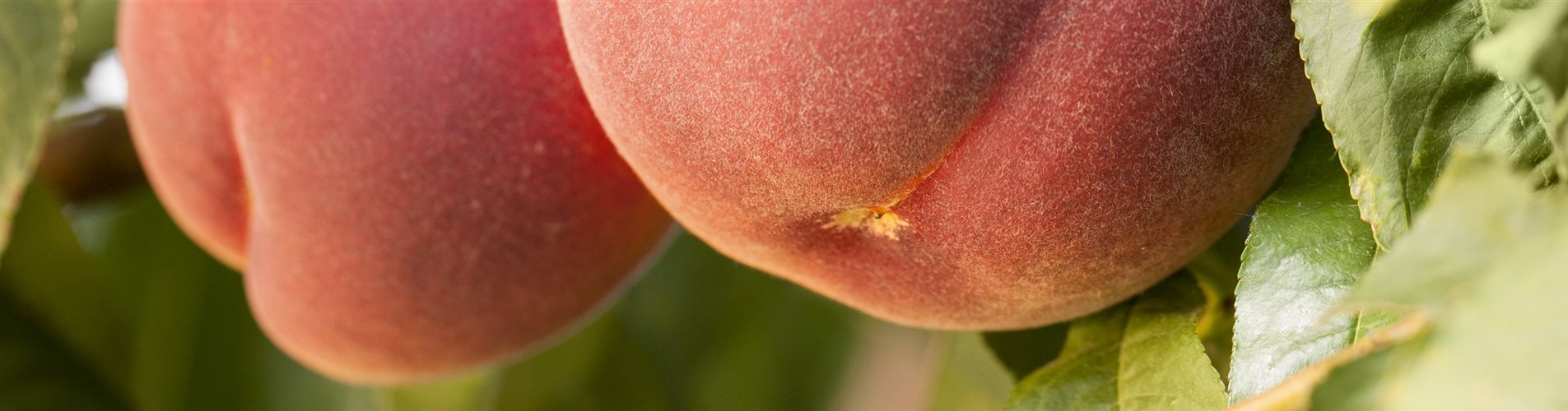 Prunus persica Prunus persica