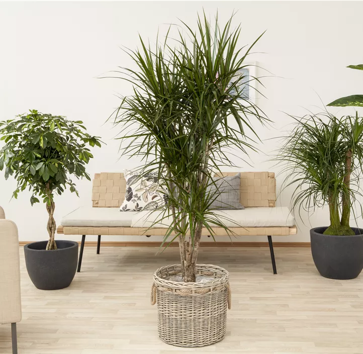 Dieffenbachie 'Camilla'