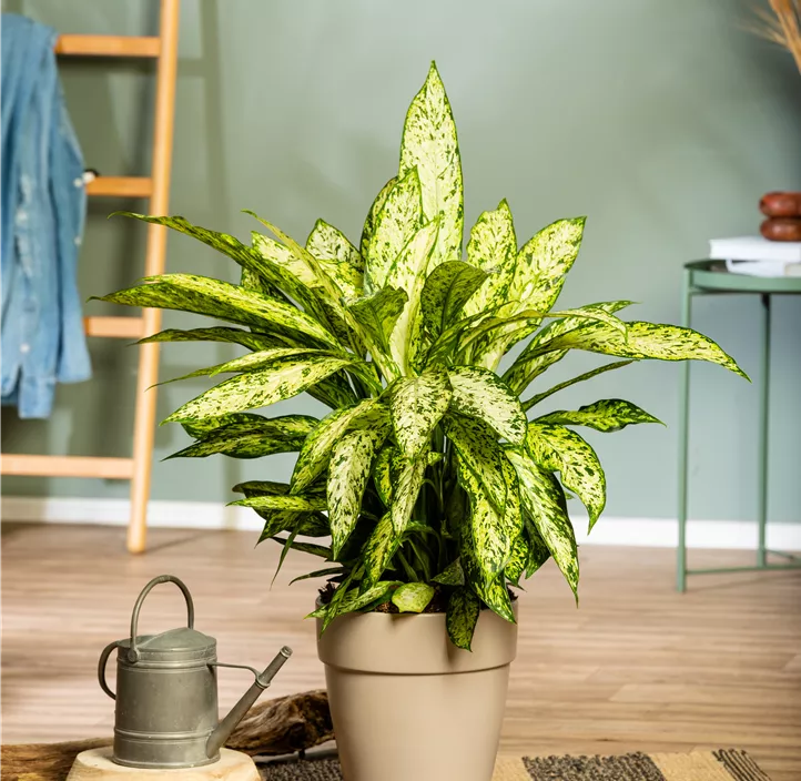 Dieffenbachie 'Vesuvius' Dieffenbachie 'Vesuvius'