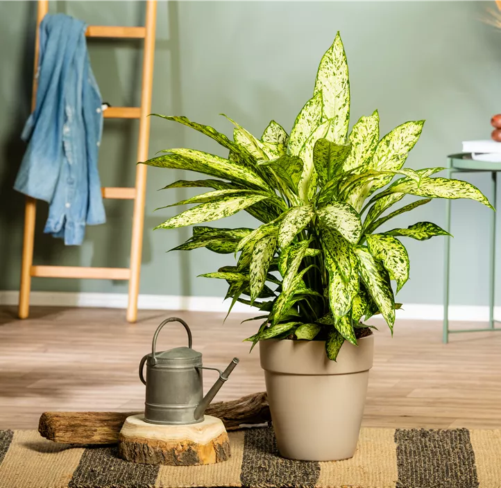 Dieffenbachie 'Vesuvius' Dieffenbachie 'Vesuvius'